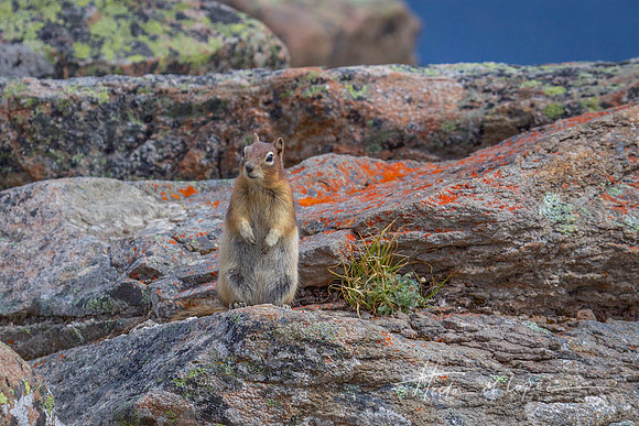 Ground Squirrel Standing