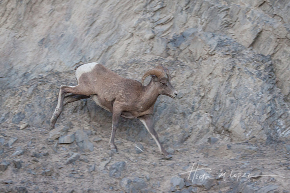 Bighorn Running_