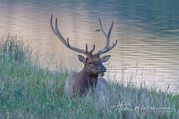 Smiling Elk_