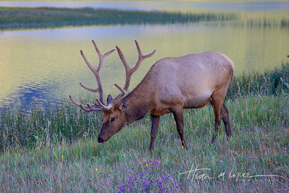 Elk Riverside