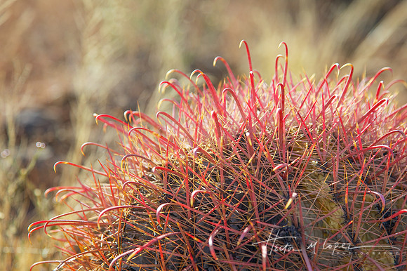 Barrel Cactus