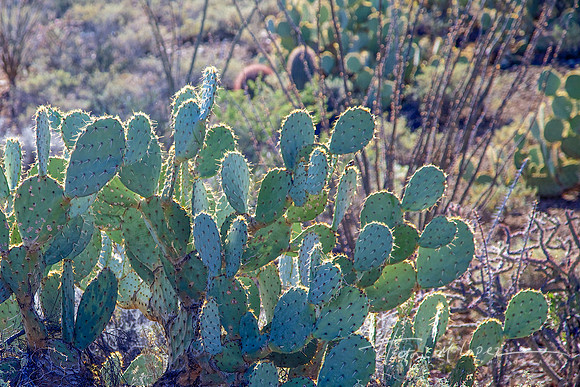 Prickly Pear