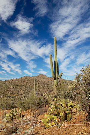 Saguaro Sky