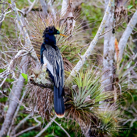 Anhinga