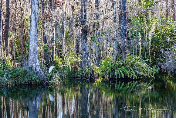 Ferns and Moss