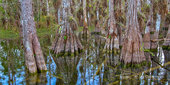 Cypress & Bromeliads