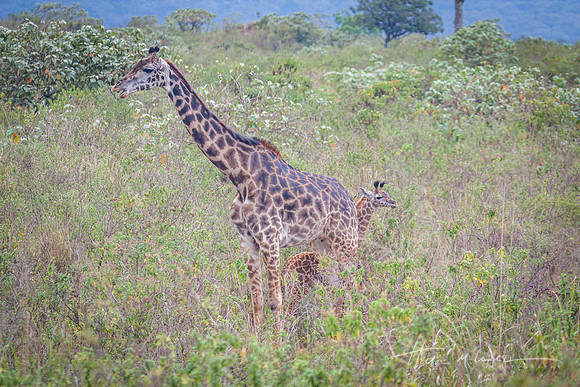 Twiga and Calf
