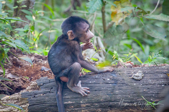 Baby Baboon