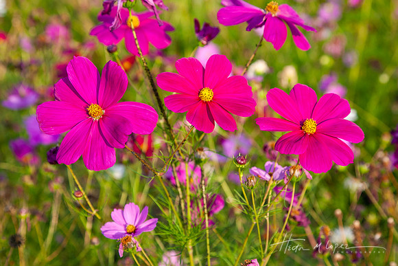 Bright Pink