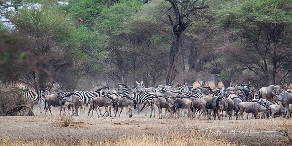 Zebras & Wildebeest