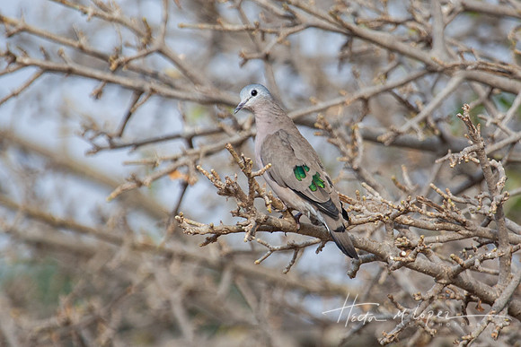 Emerald Spotted Wood Dove