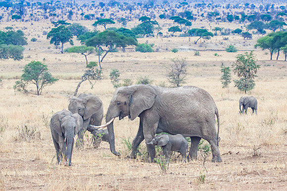 Elephant Family