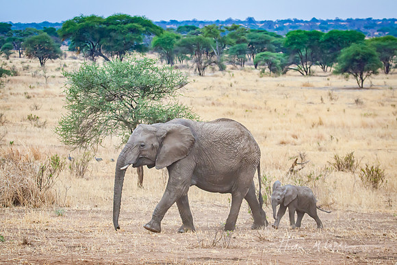 Elephant and Calf in Tarangirre