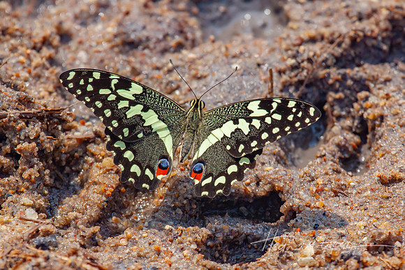 Citrus Swallowtail