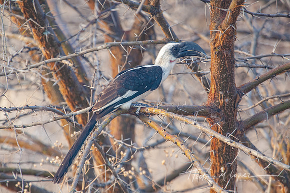 Jackson's Hornbill