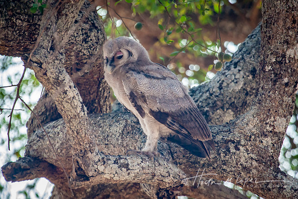 Snoozing Gray Owl