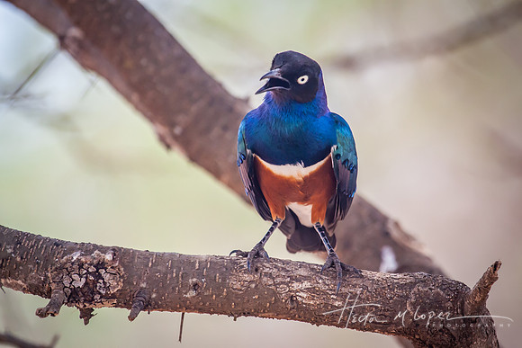 Superb Starling Speaks