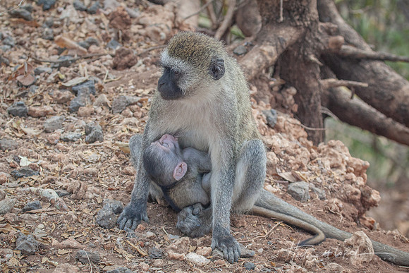 Vervet Infant Nursing