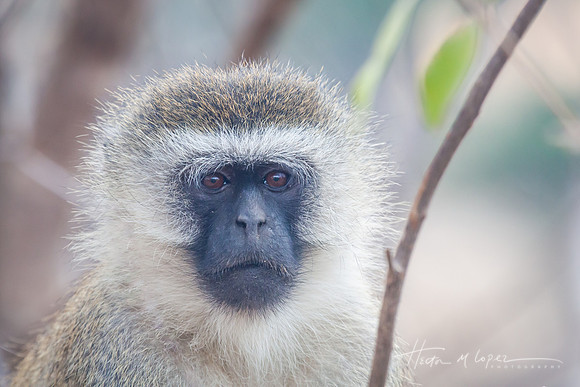Vervet Portrait