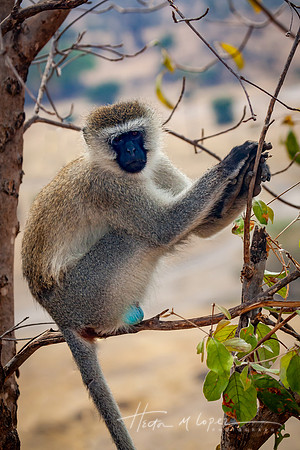 Vervet Blue Balled Monkey