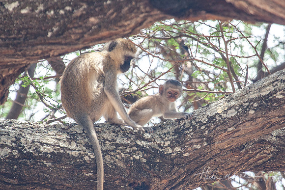 Vermet Mom and Infant