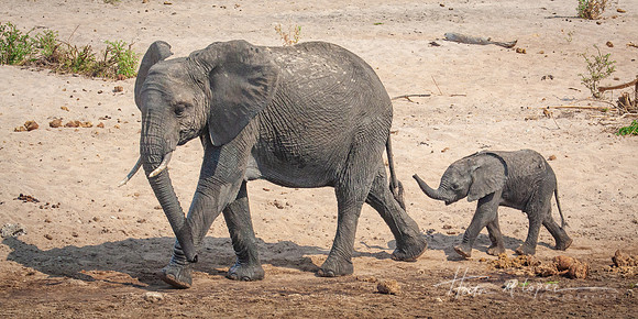 Cruisin Elephants