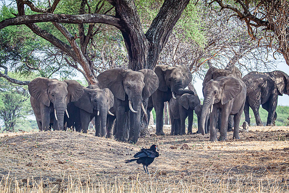 Elephant Family