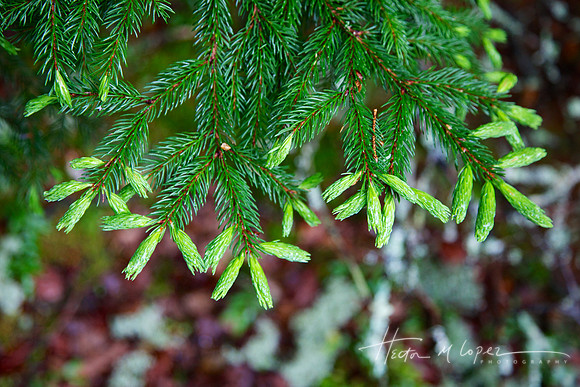New Growth