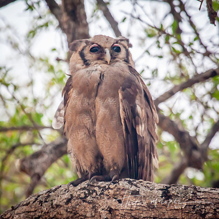Prof Gray Owl