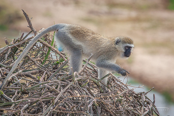 Vervet Monkey