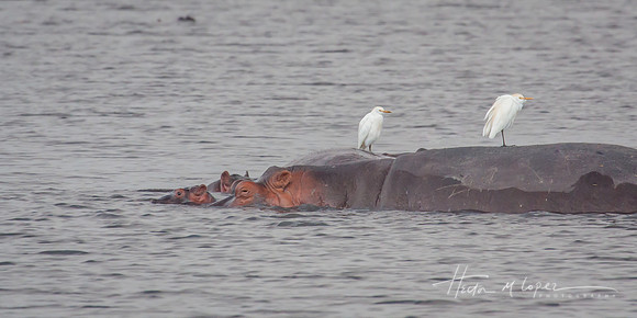 Baby Hippo and Mom w Birds