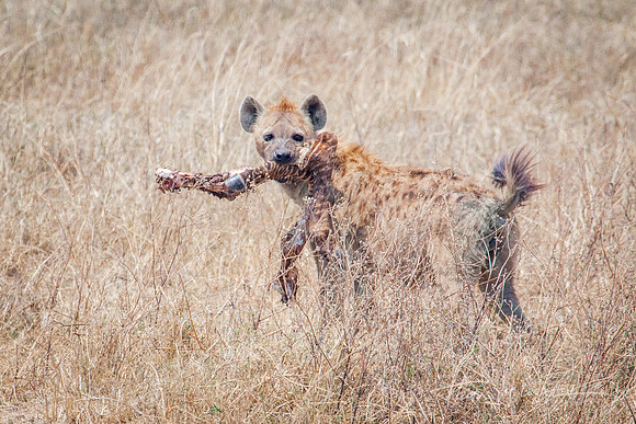 Spotted Hyena Looking