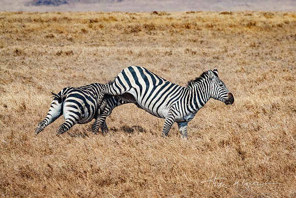 Zebra Kick