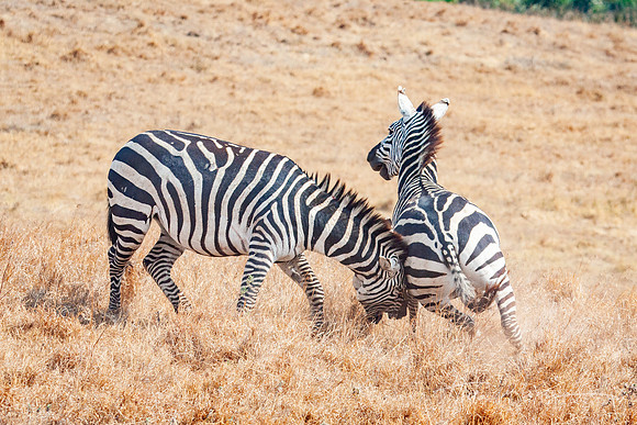 Zebra Challenge 2