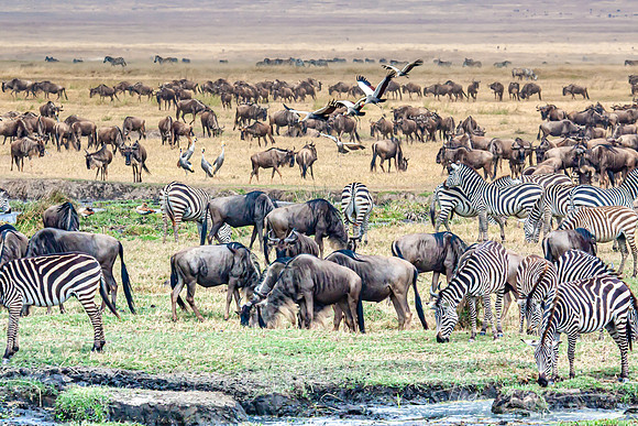 Cranes Landing