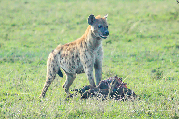 Spotted Hyena