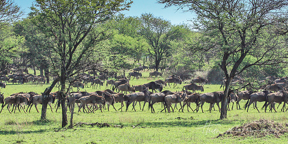 Wildebeest Migrating