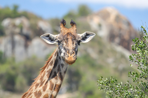 Giraffe Close Up