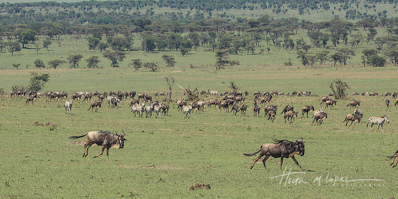 The Great Migration