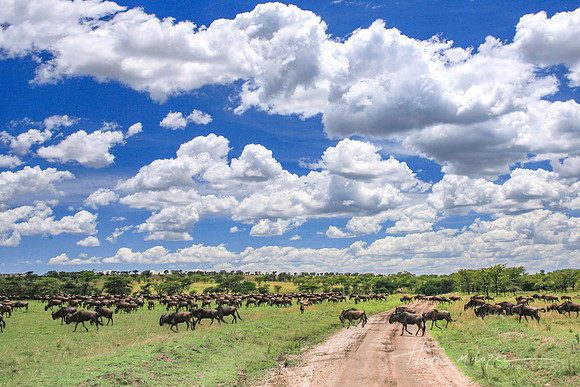 Wildebeest Crossing the Road