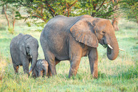 Newborn Elephant and Mom