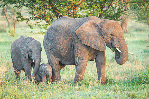 Newborn Elephant and Mom