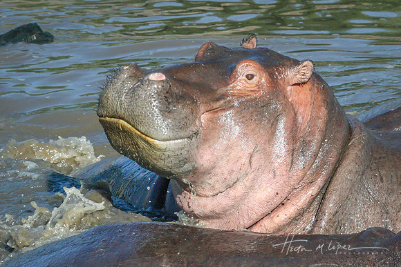 Hippo Portrait