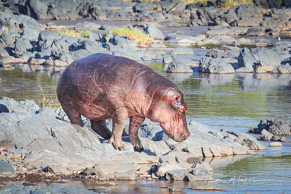 Hippo Headed for the Water