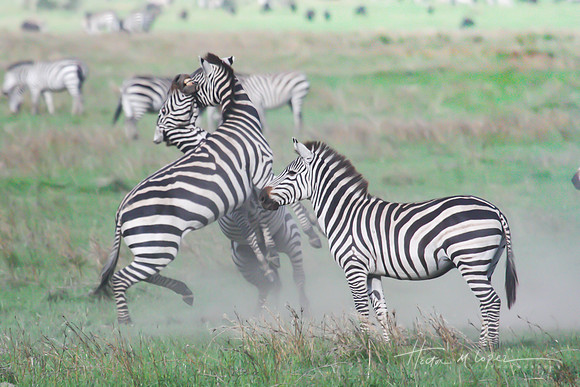 Zebra Fight