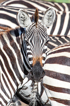 Zebra Face
