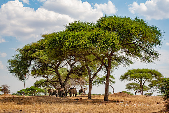 Elephant Family Under Tree