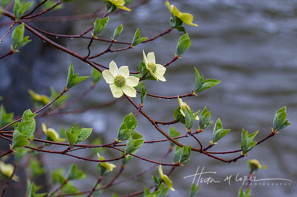 Dogwoods by the Merced