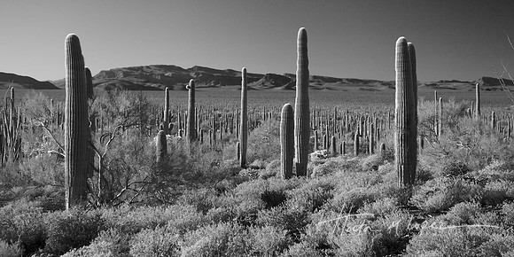 Saguaro Forest B&W