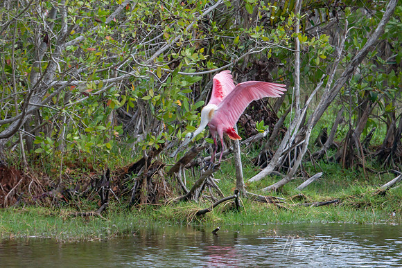 Spoonbill Landing